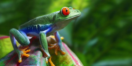 Costa Ricas faszinierende Tierwelt