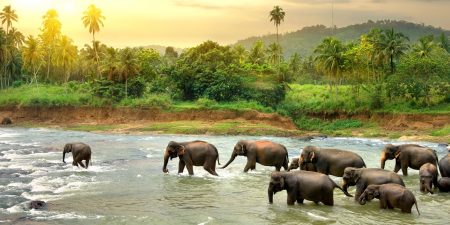 Sri Lanka: Tempel, Teeplantagen und Strand