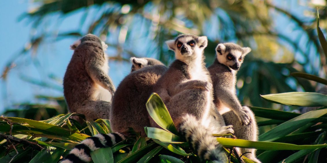 Madagaskar: Im Land der Lemuren