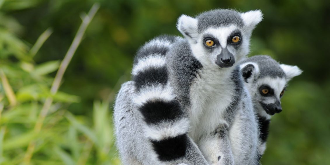 Lemuren, Wale und Chamäleons: Madagaskars faszinierende Tierwelt