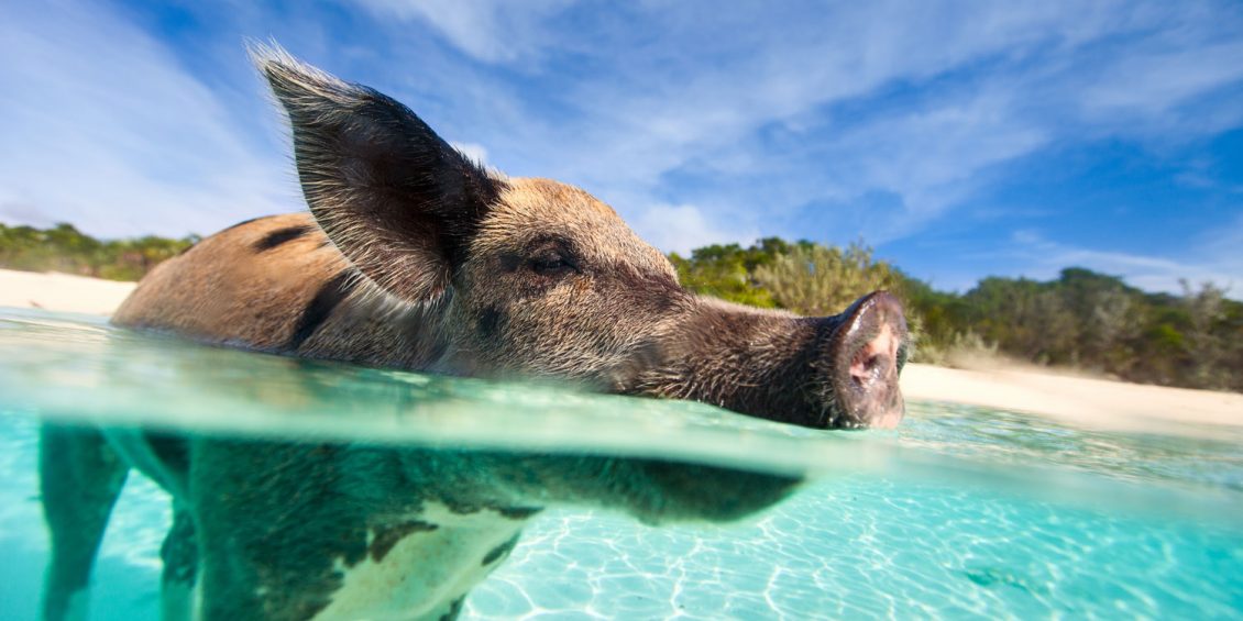 Tierisch gute Reiseziele