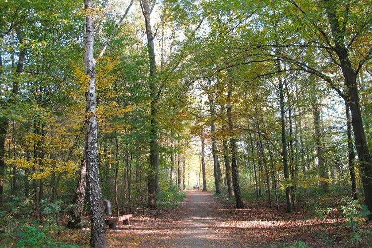 Die Eilenriede - Wald mitten in der Stadt