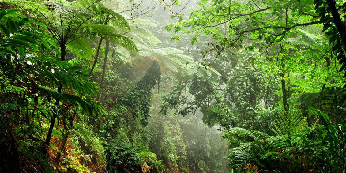 Straße durch den Daintree Forest