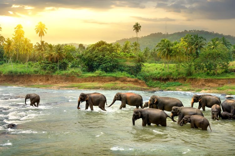 Elefanten in Sri Lanka