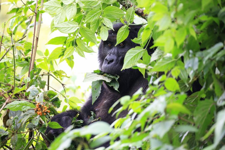 Gorilla in seinem natürlichen Lebensraum