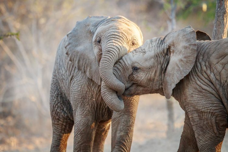 Nicht alle Organisationen kümmern sich um das Wohlergehen der Tiere