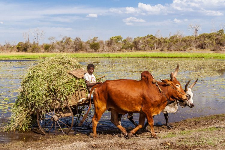 Bauer auf Madagaskar