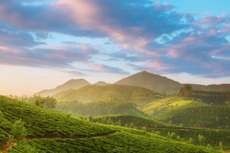 Teeplantagen in Indien 