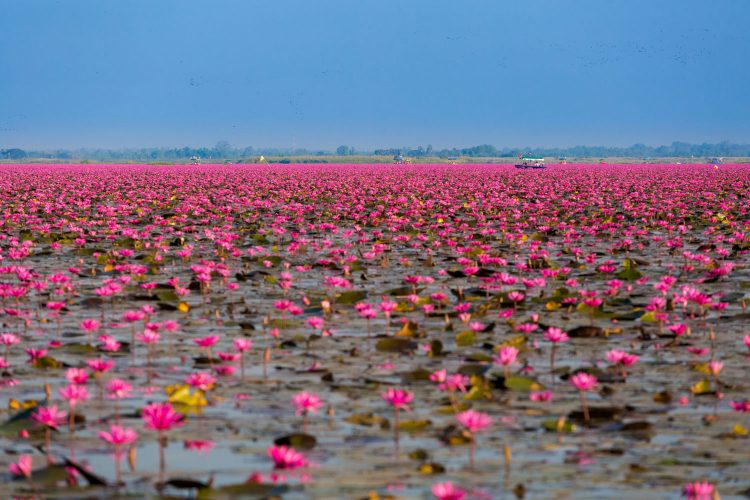 Ein See aus Lotus-Blüten