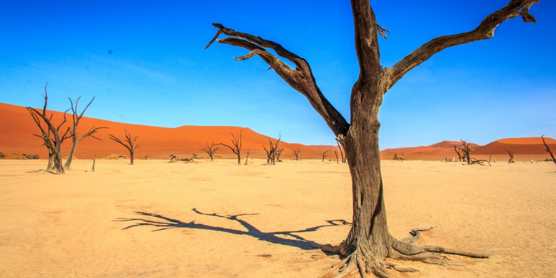 Abgestorbene Akazienbäume iim Deadvlei