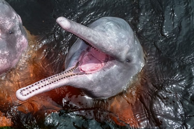 Flussdelfin im Amazonas
