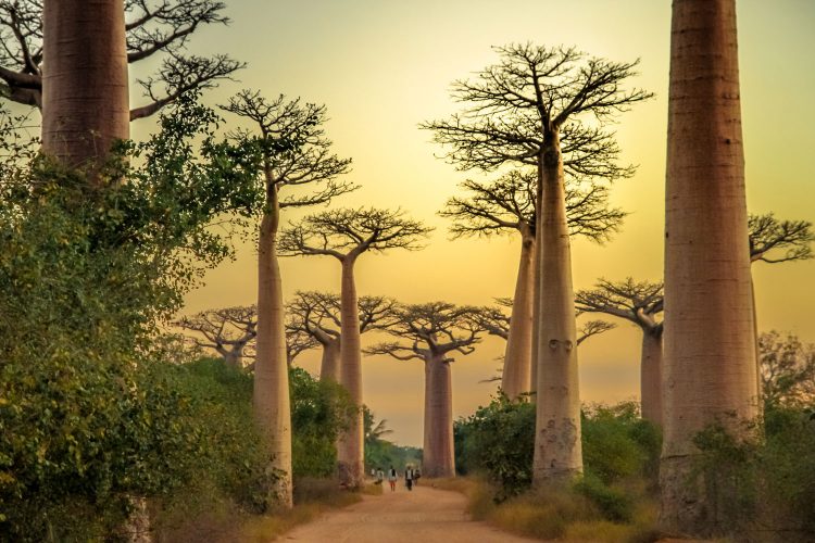 Die berühmte Baobaballee in Madagaskar