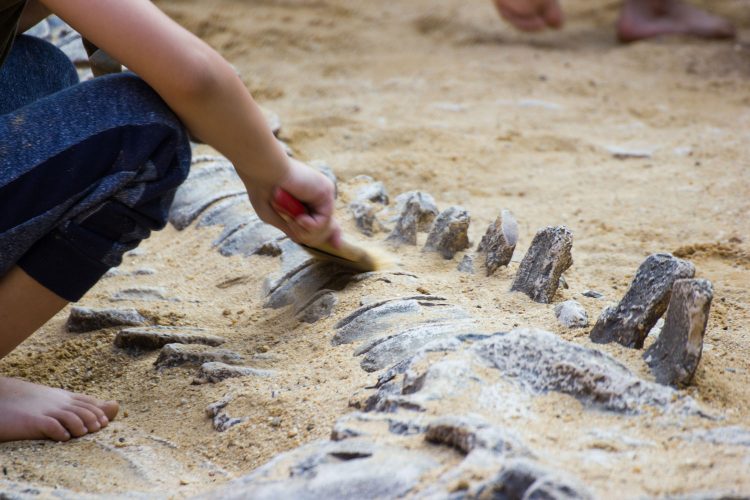 Ausgrabung eines Dinosaurierskeletts