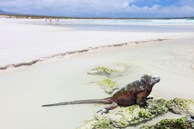 Galapagos-Beach, Santa Cruz, Ecuador