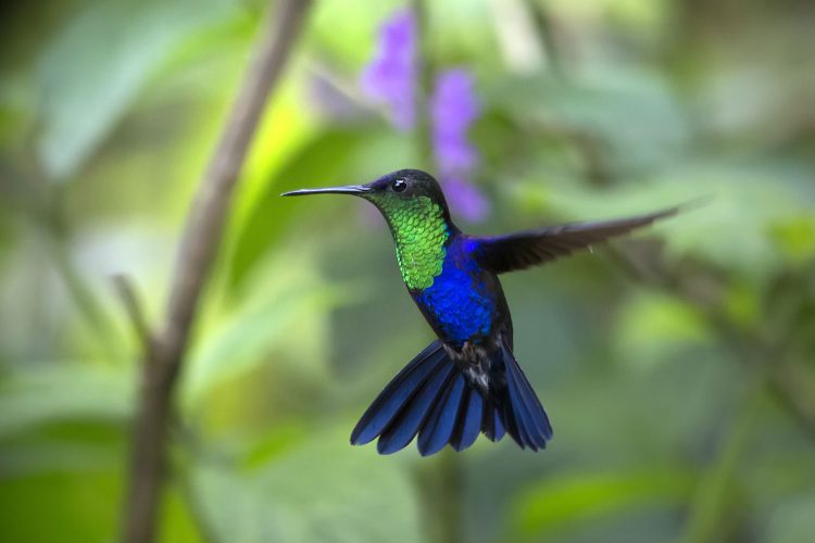 Coste Ricas einzigartige Natur wird umfassend geschützt 