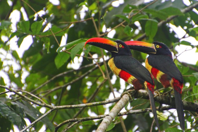 Tukane in Costa Rica