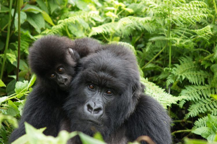 Am besten kann man Tiere in der Wildnis beobachten