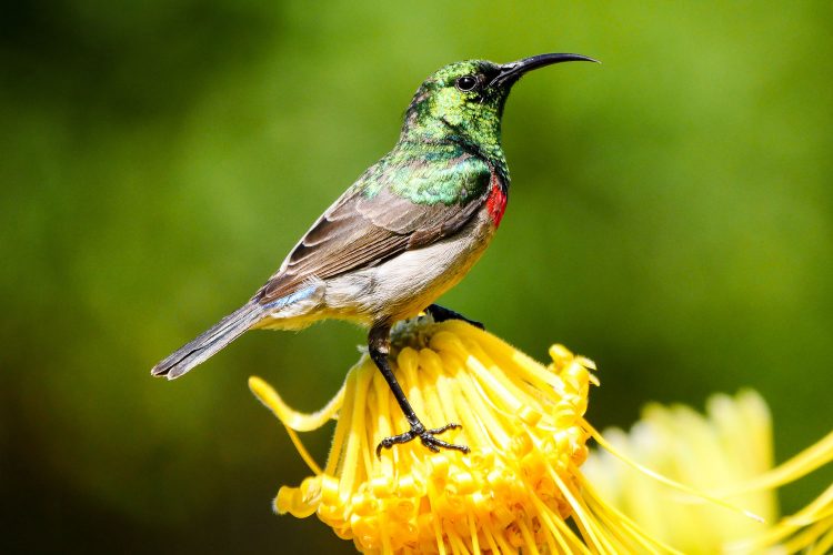 Sunbird im Botanischen Garten, Kapstadt