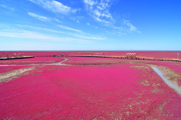 Der rote Strand von Panjin