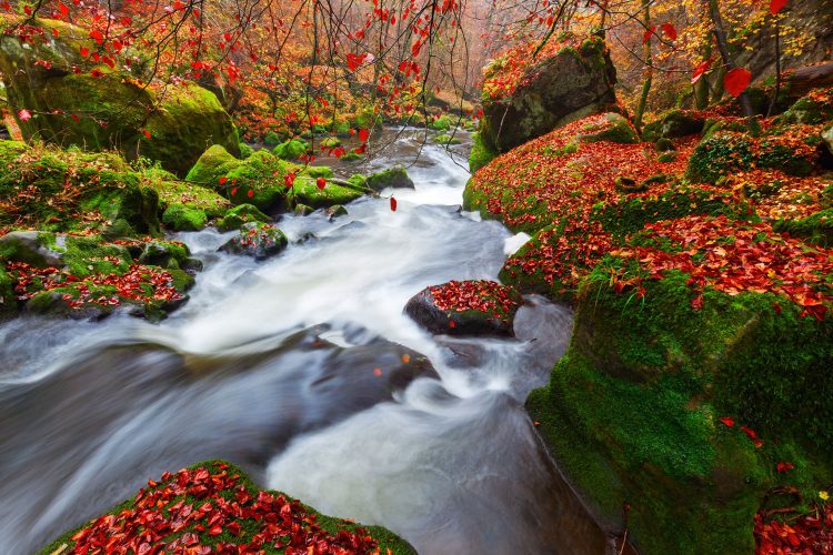 Fluss durch die herbstliche Eifel