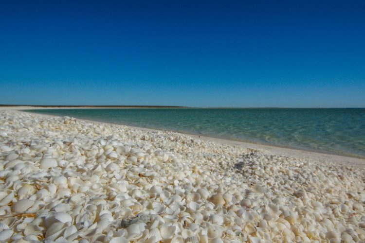 Zahlreiche Muscheln am Shell Beach in Australien