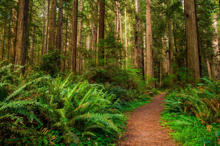Redwood-Nationalpark, USA