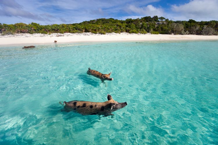 Badende Schweine auf den Bahamas