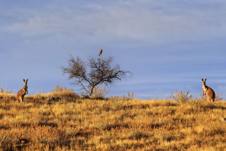 Australien: The Ghan