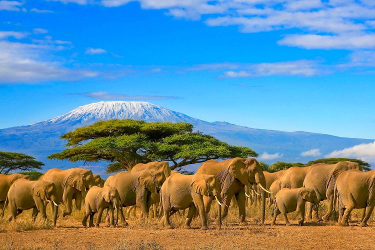 Elefanten vor dem Kilimandscharo