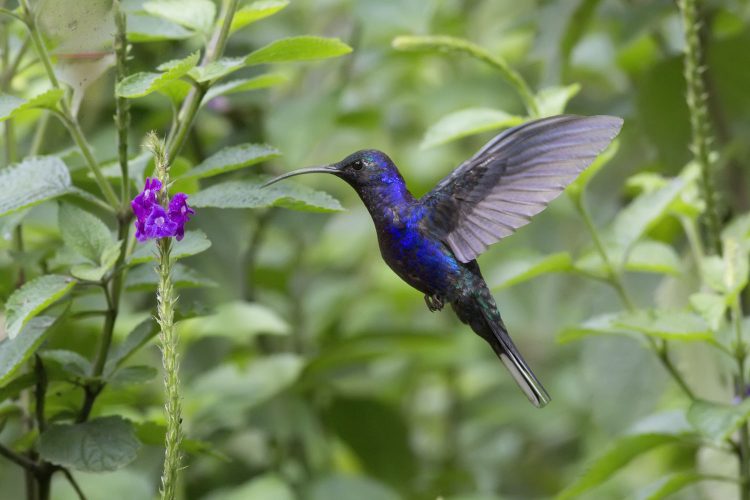 Violettdegenflügel-Kolobri