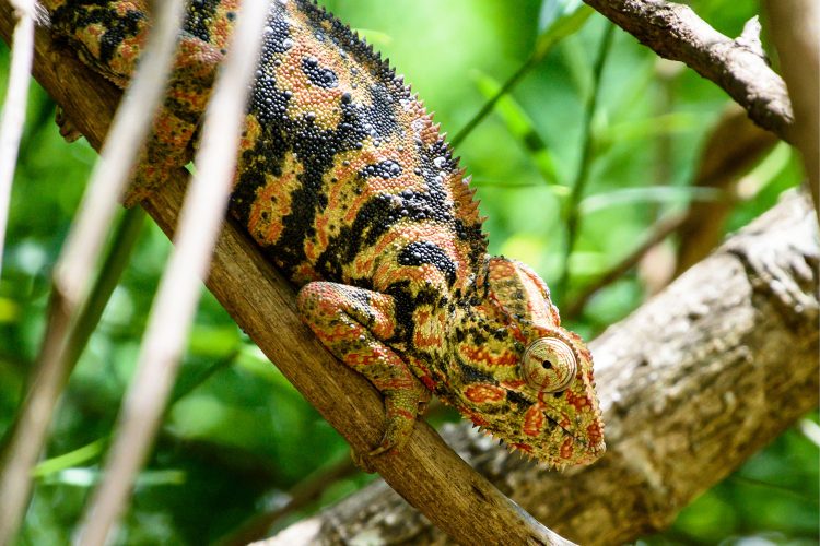 Chamäleon im Ranomafana Nationalpark