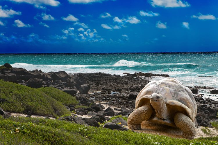 Galapagos-Schildkröte am Strand