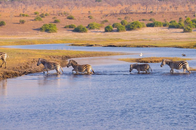 Zebras in Serengeti