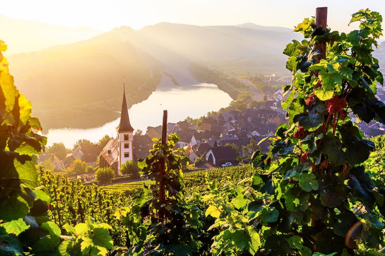 Blick auf die Mosel