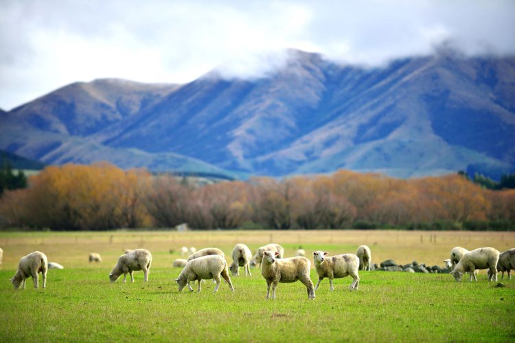 Schafe in Neuseeland