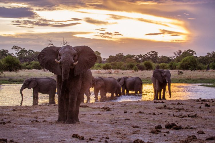 Elefanten in Botswana