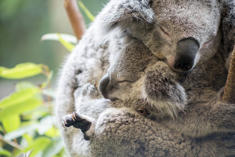 Koalas in freier Wildbahn