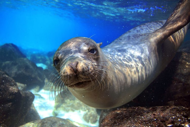 Beim Schnorcheln auf den Galapagos-Inseln ist man immer in Gesellschaft