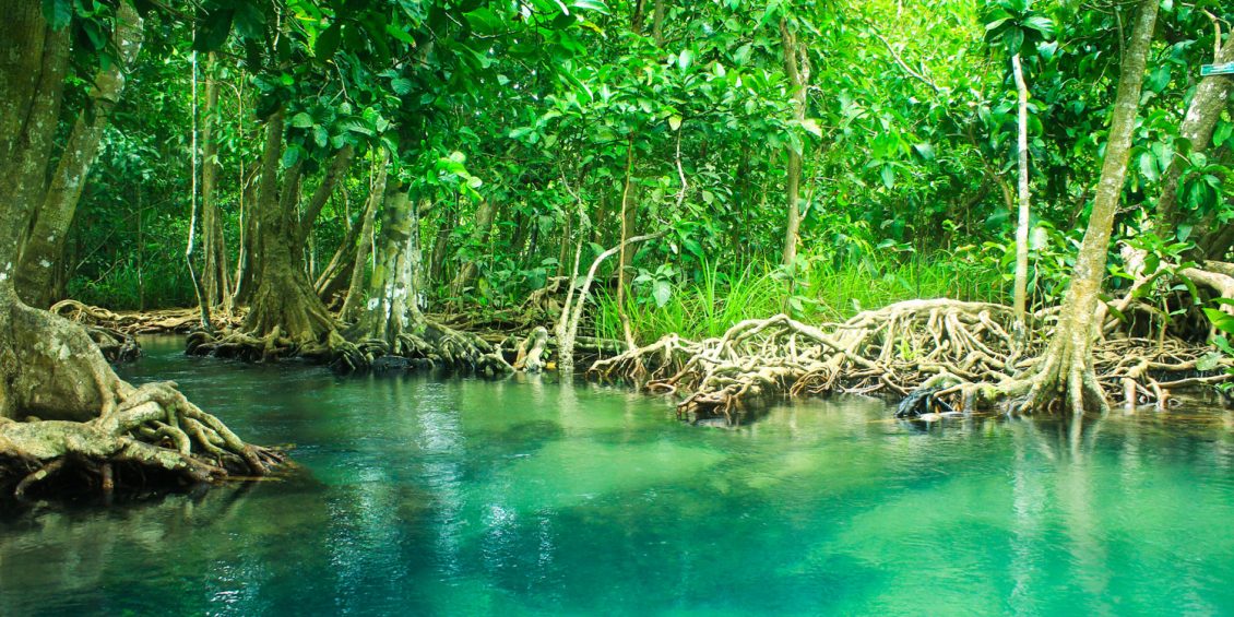 wo sich Süß- und Salzwasser treffen: Khlong Son Nam