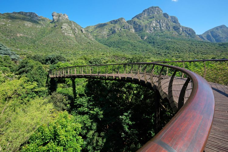 Auf dem Boomslang über die Baumwipfel