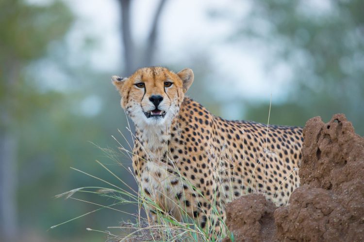 Sabi Sands Game Reserve, Südafrika