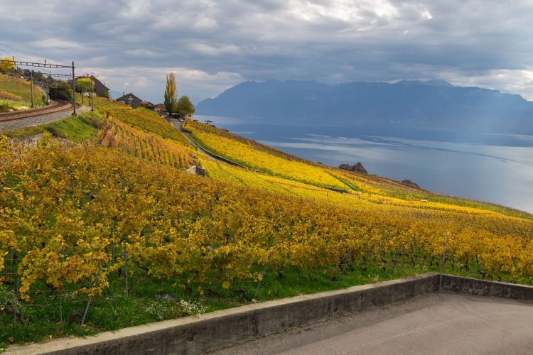 Weinberge von Lavaux