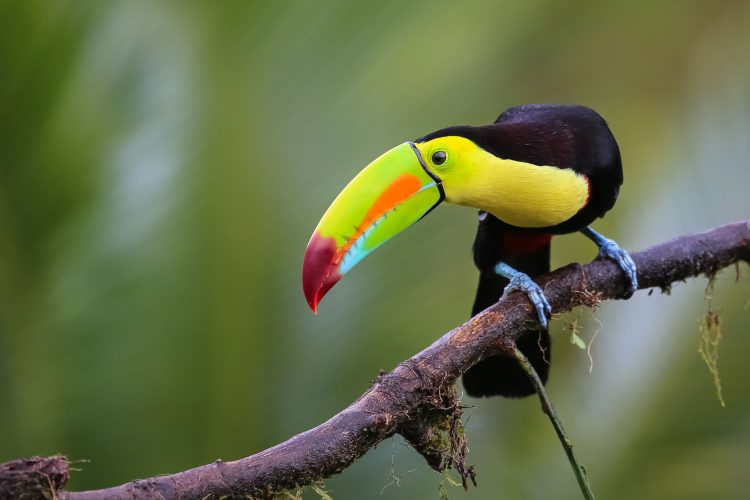 Urlaub kann man das ganze Jahr über in Costa Rica machen 