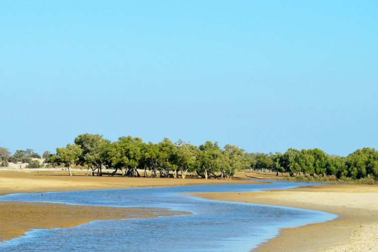 Mangroven auf Madagaskar