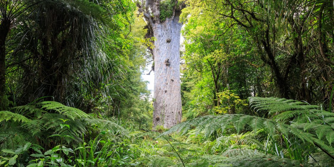 Kauri-Baum: Tane Mahuta