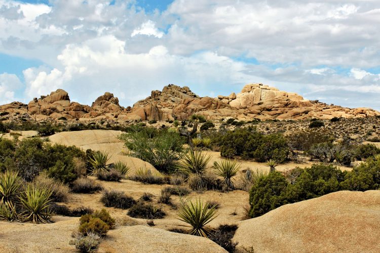 Joshua Tree in der Mojav-Wüste