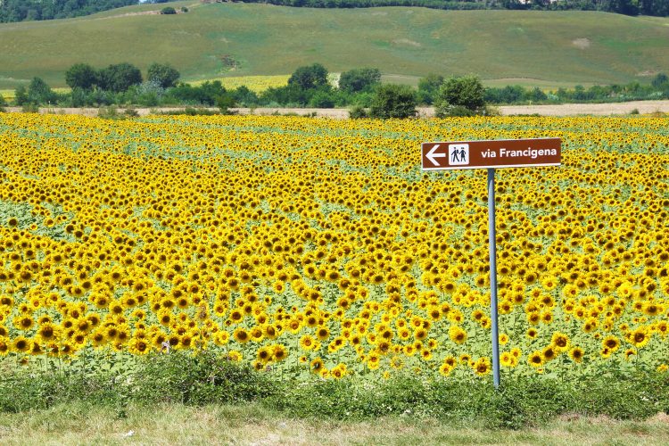 Wegweiser Via Francigena