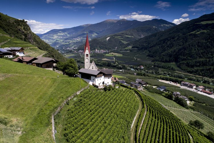 Weinreben in Südtirol