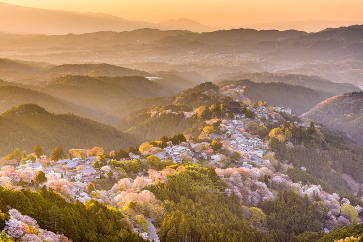 Kirschblüte in Japan