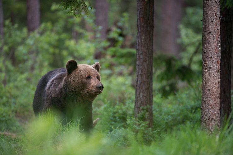 Braunbär